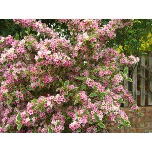 Vajgela kvetnatá (Weigela florida) ´LOOYMANSII AUREA´ - výška 30-40 cm, kont. C3L